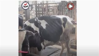 تفشى الحمى القلاعية فى إندونيسيا يرعب نيوزيلندا وأستراليا (فيديو) – جريدة الخبر اليوم