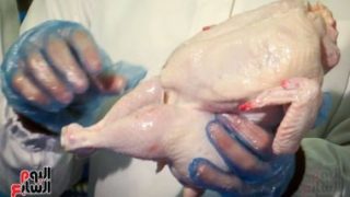 أسعار الدواجن فى مصر اليوم.. الكيلو من 31- 32 جنيهًا تسليم أرض المزرعة – جريدة الخبر اليوم