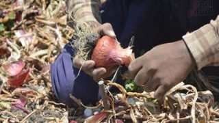 أسعار الخضار بالأسواق.. تراجع مستمر فى سعر البصل – جريدة الخبر اليوم