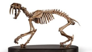 النمور السيفية.. تمثال برونزى مصبوب داخل عظام حقيقة للبيع “صور” – جريدة الخبر اليوم