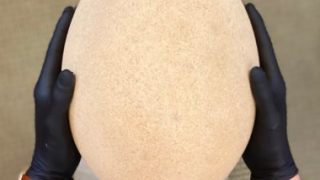 عمرها ألف عام.. عرض أكبر بيضة على الإطلاق للبيع فى مزاد عالمى – جريدة الخبر اليوم