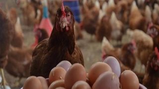 سعر البيض فى مصر من أرخص الأسعار بالعالم – جريدة الخبر اليوم