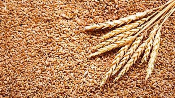 التوقيع على استئناف صادرات الحبوب الأوكرانية خطوة في الاتجاه الصحيح – جريدة الخبر اليوم