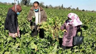 التموين: أصبح لدينا 610 آلاف فدان مزروعة ببنجر السكر