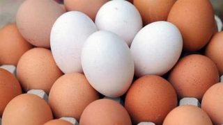 انخفاض سعر كرتونة البيض 4 جنيهات – جريدة الخبر اليوم