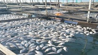 شروط إنشاء المزارع السمكية بالأراضي الصحراوية (فيديو) – جريدة الخبر اليوم