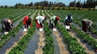 كيف ستواجه “الزراعة” التغيرات المناخية وهل تؤثر على أسعار المحاصيل؟.. القرش يجيب (فيديو) – جريدة الخبر اليوم