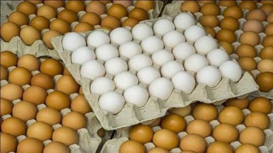 نطرح 25 ألف كرتونة بيض بأسعار مخفضة يوميًا – جريدة الخبر اليوم