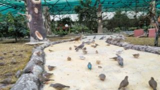 محمية الكريباني للطيور لماليكها بدر عايش